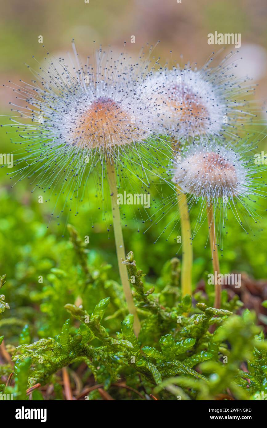 Elminti, Mycena nel muschio con lo stampo di elminto comune, Spinellus fusiger Foto Stock