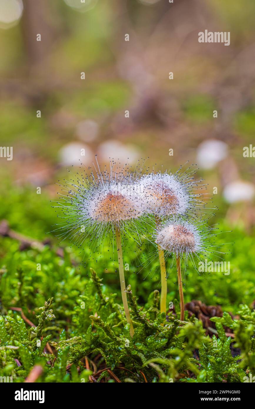 Elminti, Mycena nel muschio con lo stampo di elminto comune, Spinellus fusiger Foto Stock