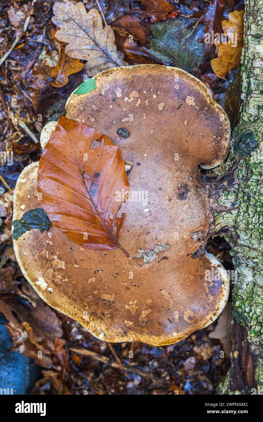 Birch spore su legno morto, natura in dettaglio Foto Stock
