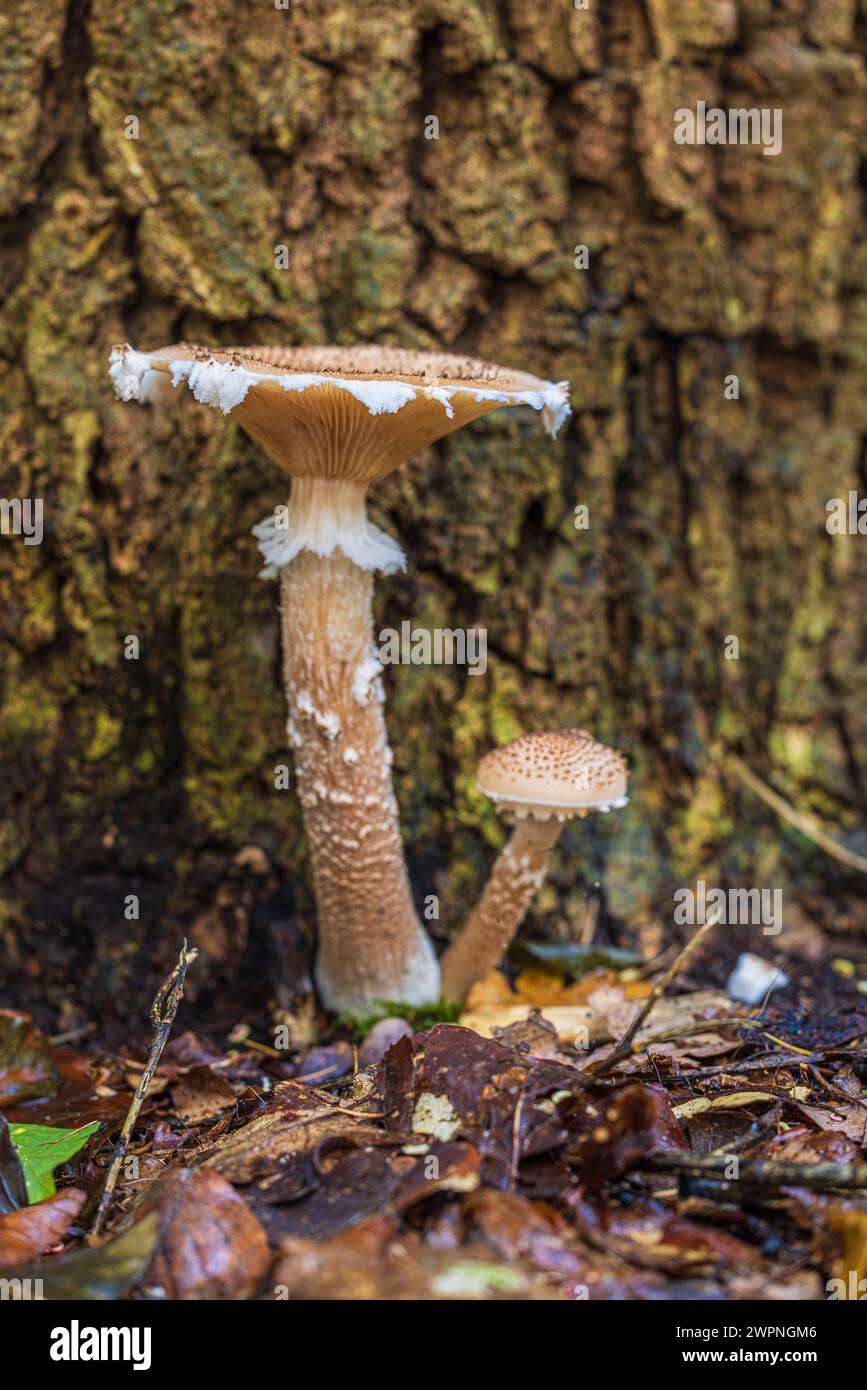 Gruppo di funghi al miele/hallimash, primo piano Foto Stock