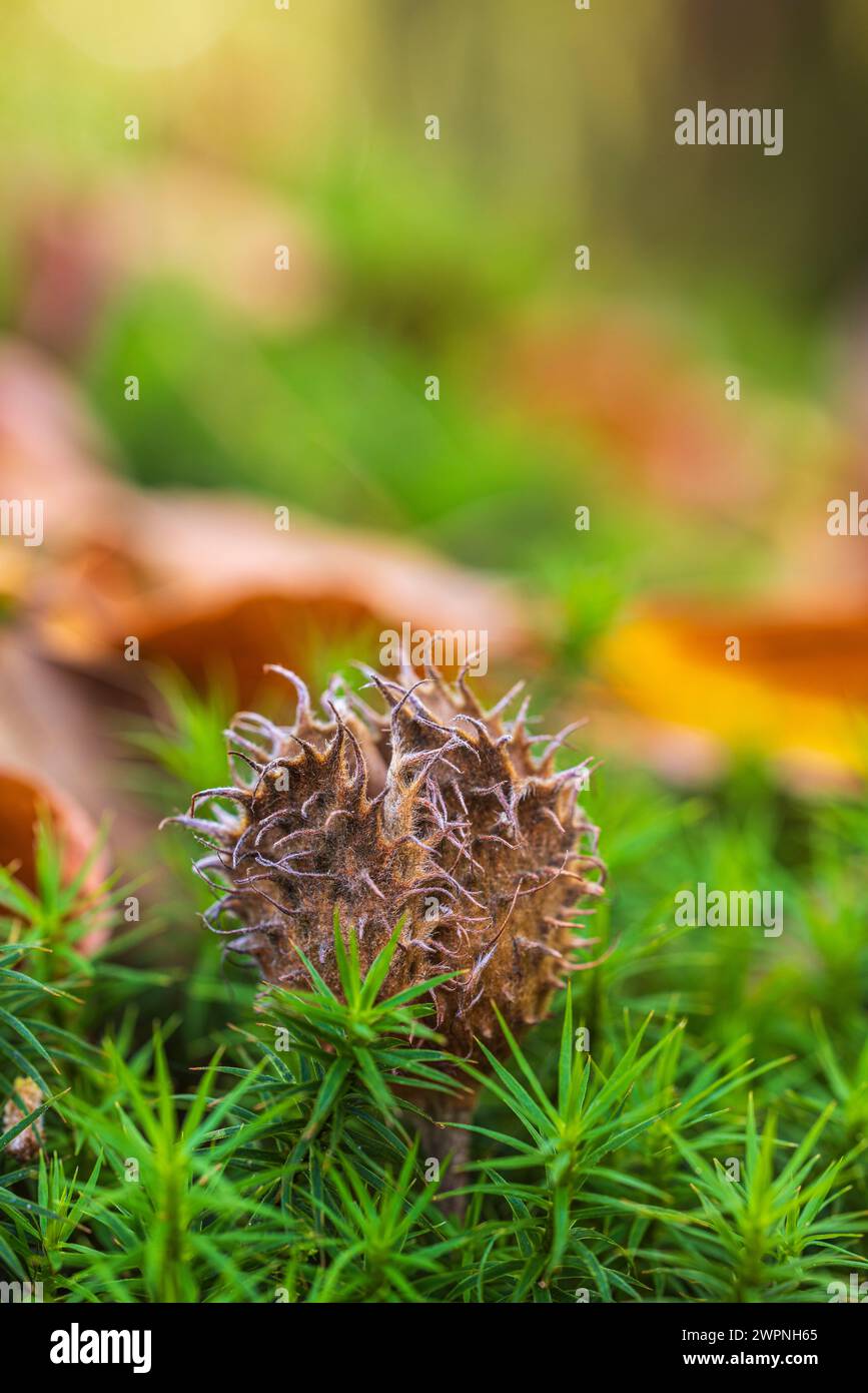 Ciotola di Beechnut, primo piano, natura morta della foresta Foto Stock