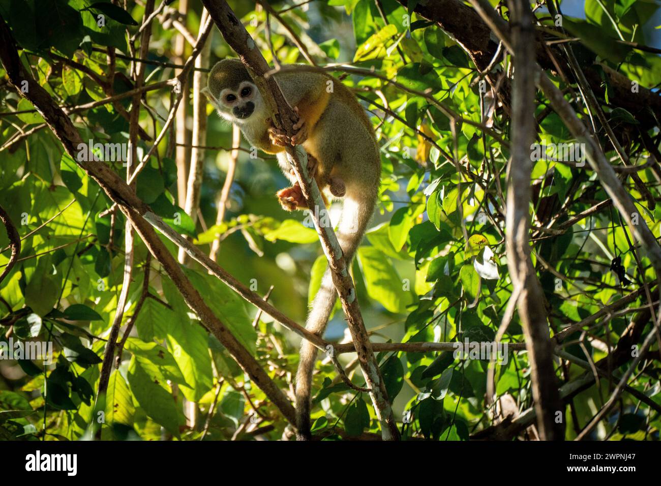 Scimmia - foresta pluviale brasiliana, crociera sull'Amazzonia con una nave boutique (MS Janganda) - crociera sul fiume Foto Stock