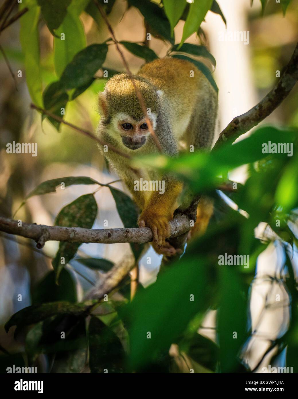 Scimmia - foresta pluviale brasiliana, crociera sull'Amazzonia con una nave boutique (MS Janganda) - crociera sul fiume Foto Stock