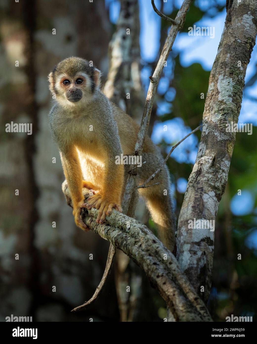 Scimmia - foresta pluviale brasiliana, crociera sull'Amazzonia con una nave boutique (MS Janganda) - crociera sul fiume Foto Stock