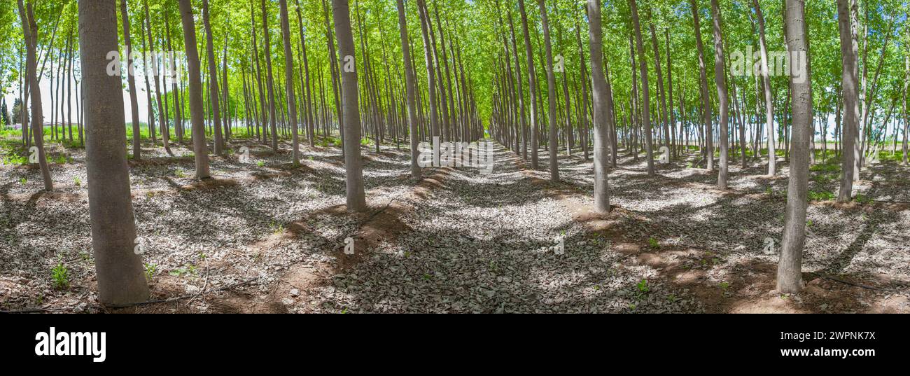 Piantagione di Poplar in primavera. Concetto di produzione di biomassa di pioppo Foto Stock