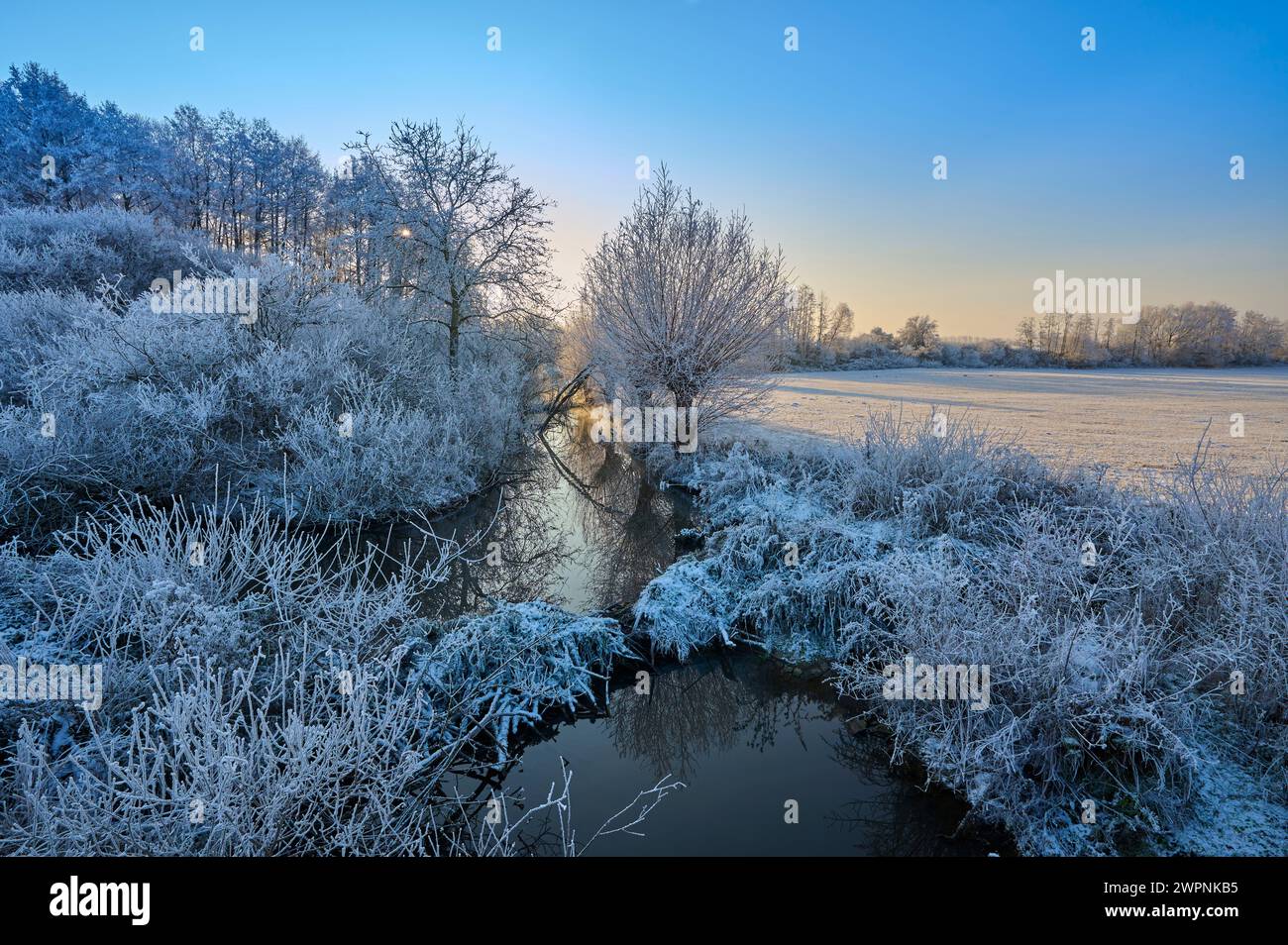 Ruscello, paesaggio, siepi, albero, parrucchiere, alba, inverno, Reinheimer Teich, Reinheim, Assia, Germania Foto Stock