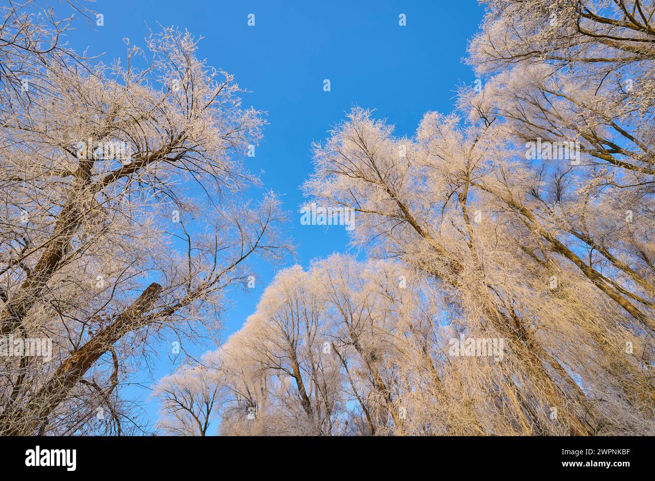 alberi, foresta, cielo, gelo, inverno Foto Stock