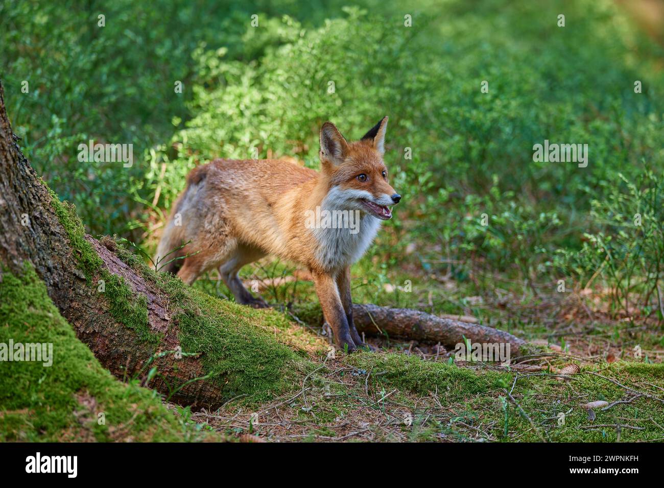 Volpe rossa (Vulpes vulpes), foresta, curioso, cerca, corre Foto Stock