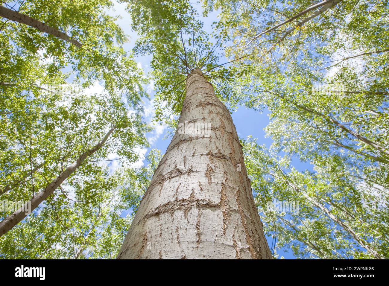 Tronco di pioppo visto dal pavimento. Concetto di produzione di biomassa di pioppo Foto Stock