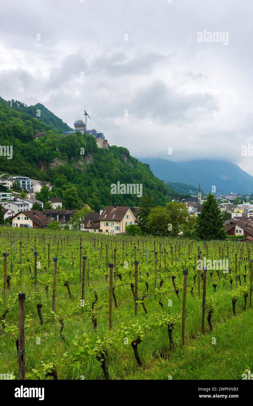 Vaduz, Castello di Vaduz, vigneto nel Liechtenstein Foto Stock