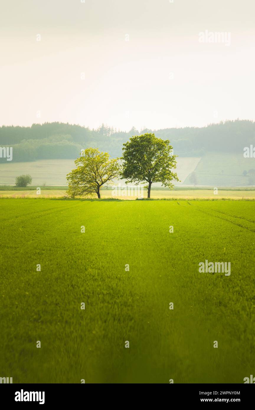 Due pittoreschi alberi decidui con freschi germogli verdi uno accanto all'altro ai margini di un campo di grano a Ostallgäu, Allgäu, Baviera, Germania meridionale, Germania Foto Stock