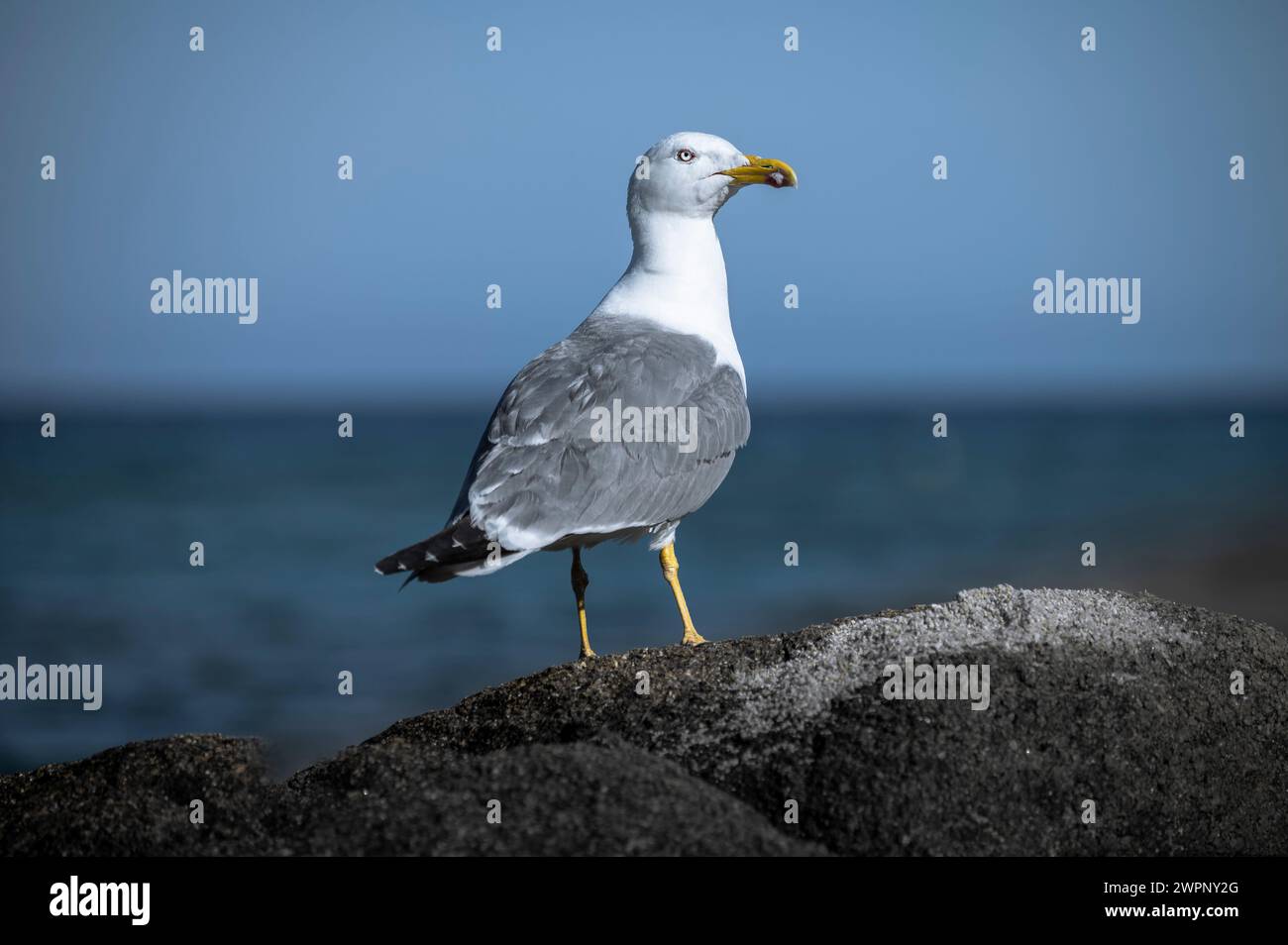 Gabbiano su rocce nere di fronte al mare blu e al cielo blu nel sud della Francia Foto Stock