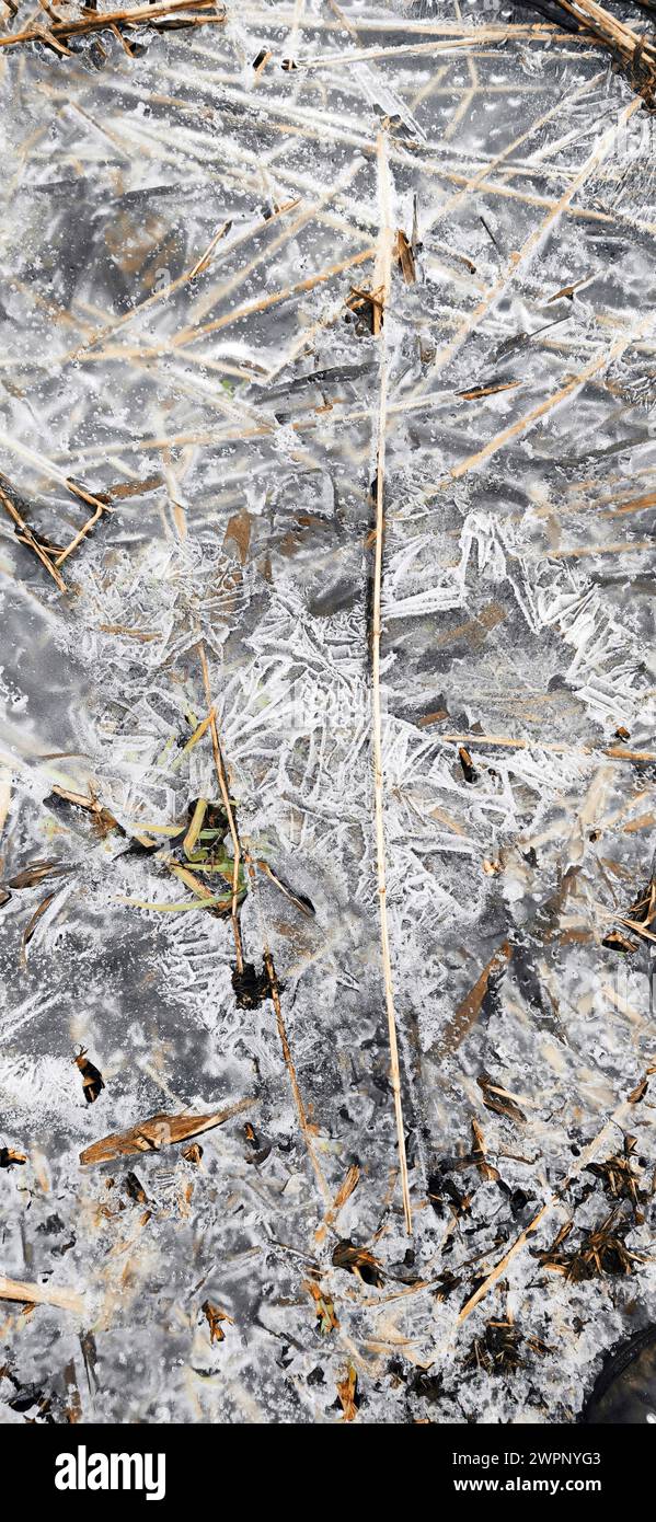 Steli di reed asciutti congelati in un sottile strato di ghiaccio Foto Stock