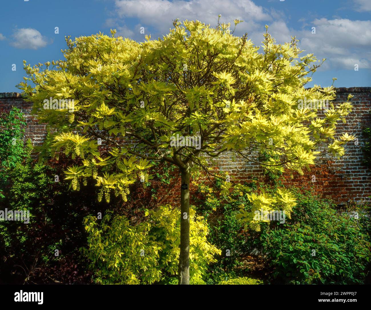 Albero campione brillante Acer pseudoplatanus "Prince Handjery" con foglie gialle brillanti e fioritura in giardino murato inglese, confine, Inghilterra, Regno Unito Foto Stock