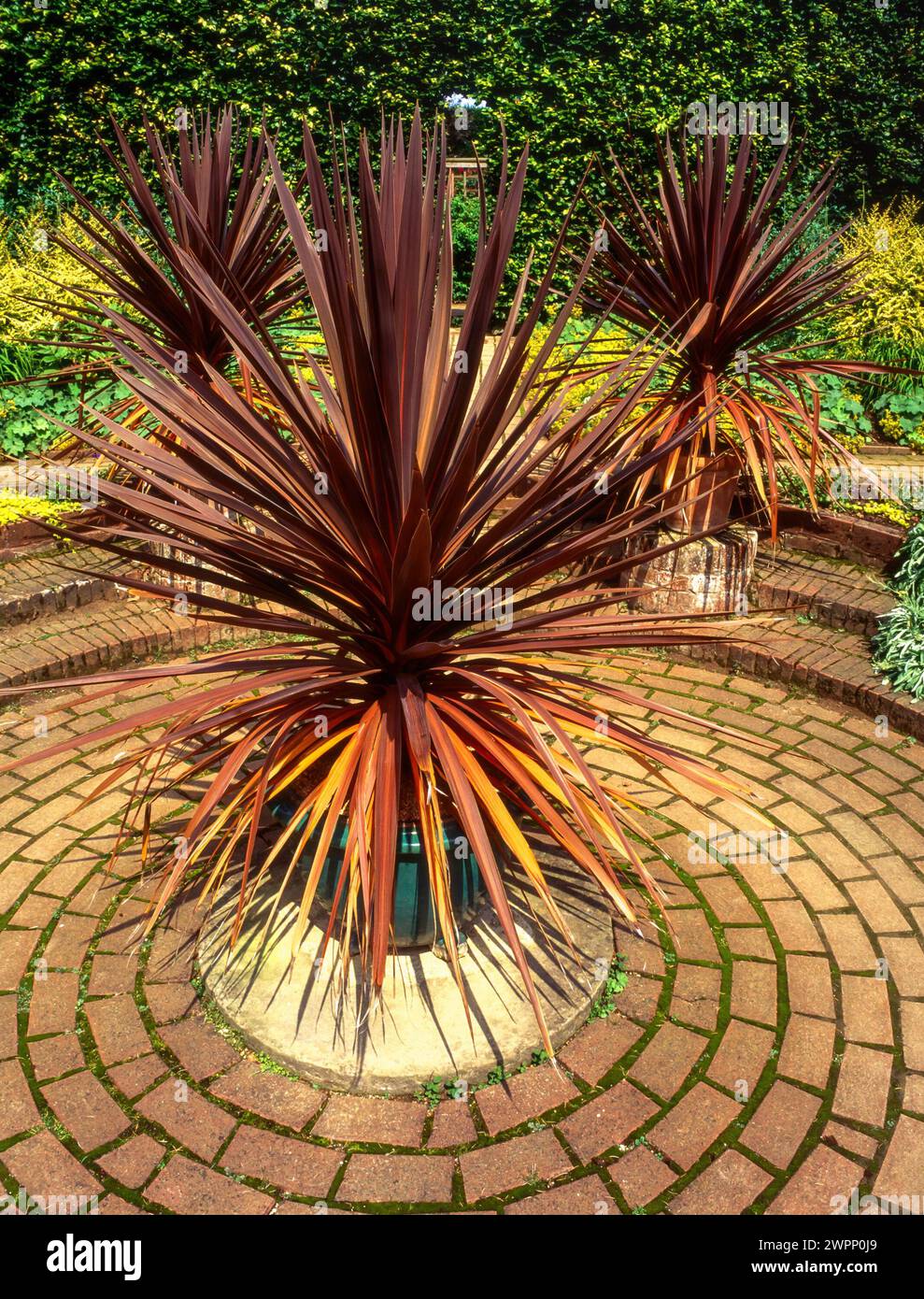 Tre piante di palma di cavolo Cordyline australis purpurea che crescono in vasi sul patio con schema circolare di pavimentazioni a blocchi nel giardino inglese, Inghilterra, Regno Unito Foto Stock