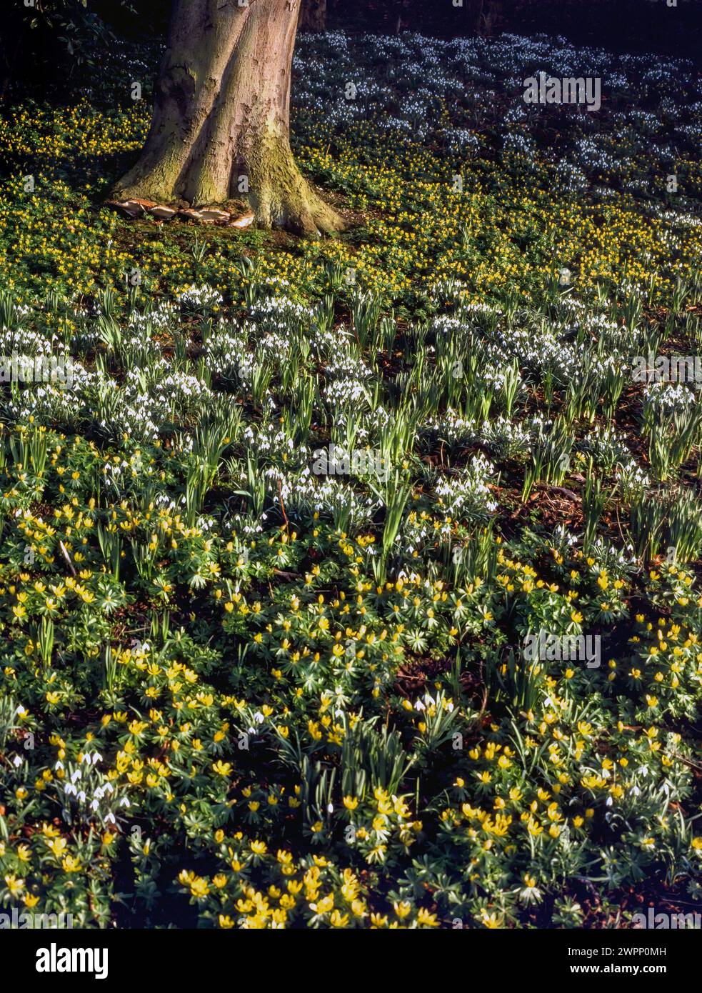 Un tappeto di masse di fiori di Aconite giallo e di gocce di neve bianche (Eranthis & Galanthus) che crescono intorno alla base di un tronco di albero, febbraio, Inghilterra, Regno Unito Foto Stock