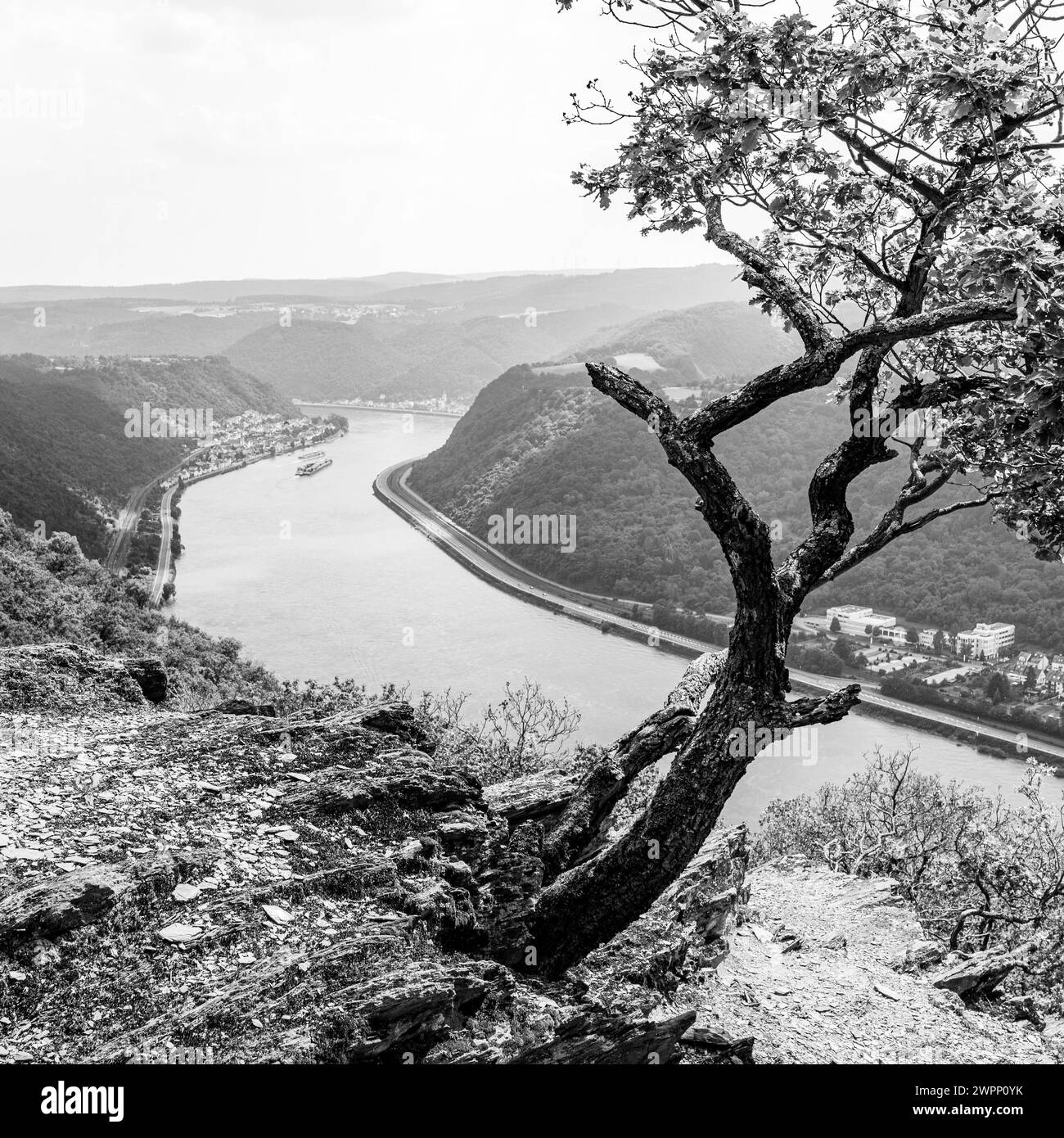 Punto panoramico vicino a Bad Salzig, alberi, storpati, piegati dal vento, navigazione interna, rocce, Kamp-Bornhofen, medio Reno, Reno, ansa del Reno, Renania-Palatinato, Germania Foto Stock