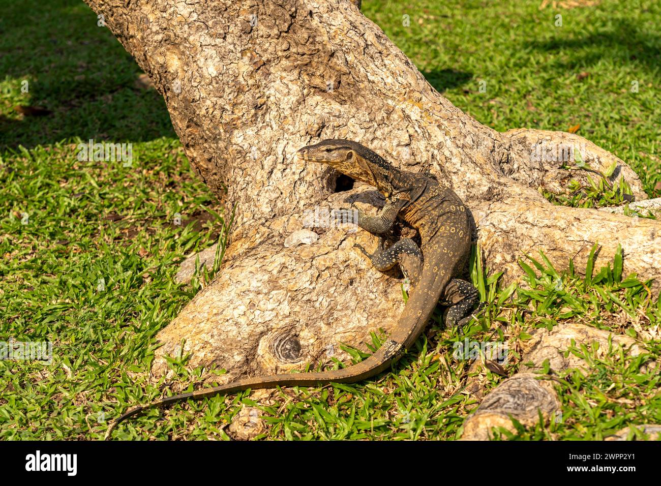 Osservate la lucertola Varanus salvator nel Parco Lumphinee di Bangkok, Thailandia, Asia Foto Stock