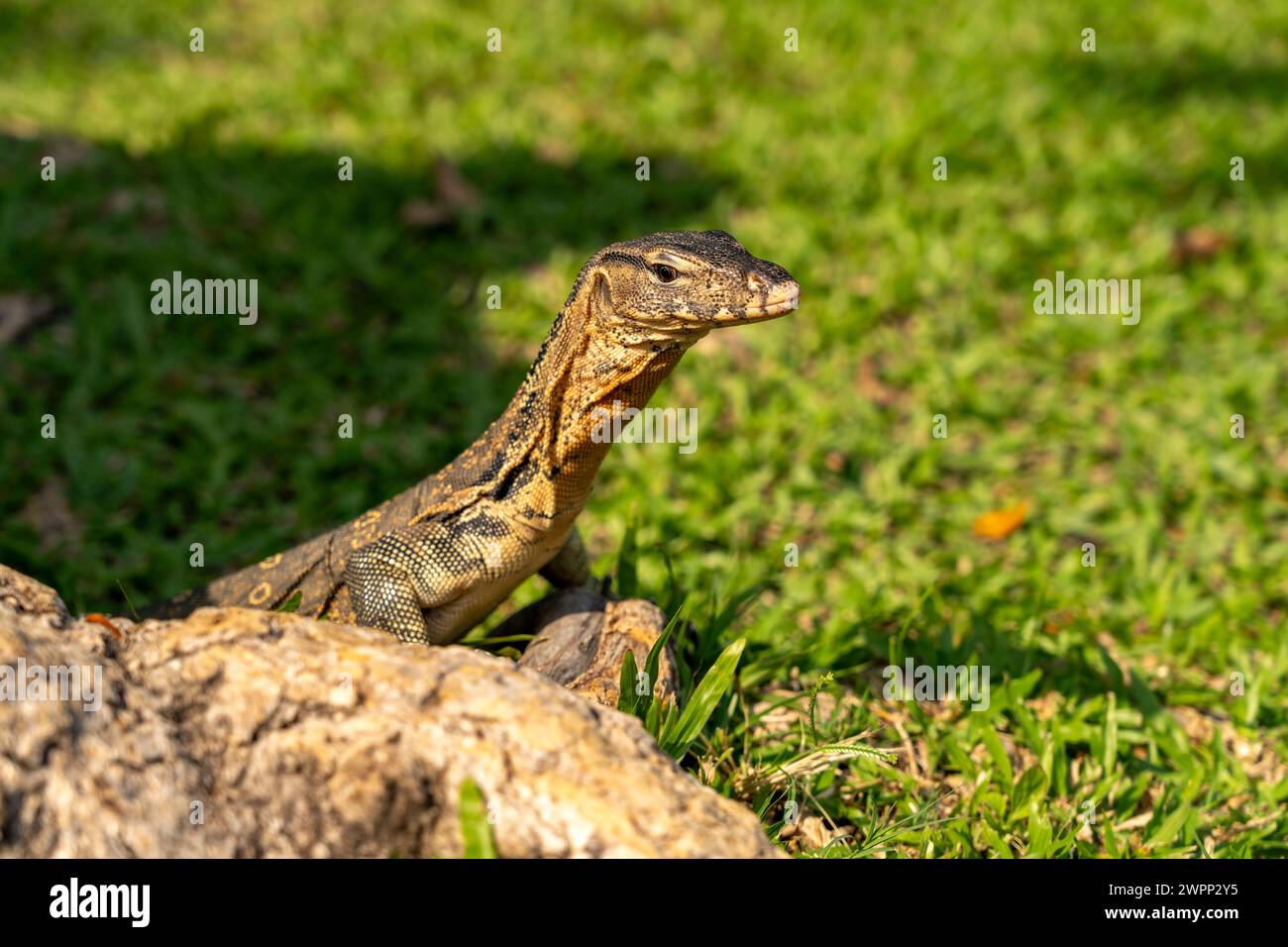 Osservate la lucertola Varanus salvator nel Parco Lumphinee di Bangkok, Thailandia, Asia Foto Stock