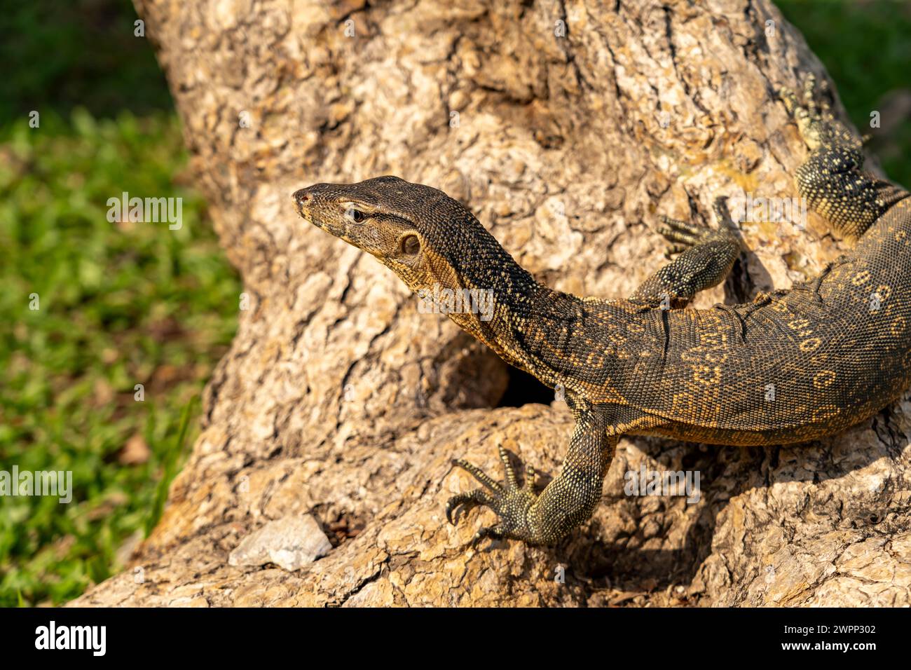 Osservate la lucertola Varanus salvator nel Parco Lumphinee di Bangkok, Thailandia, Asia Foto Stock
