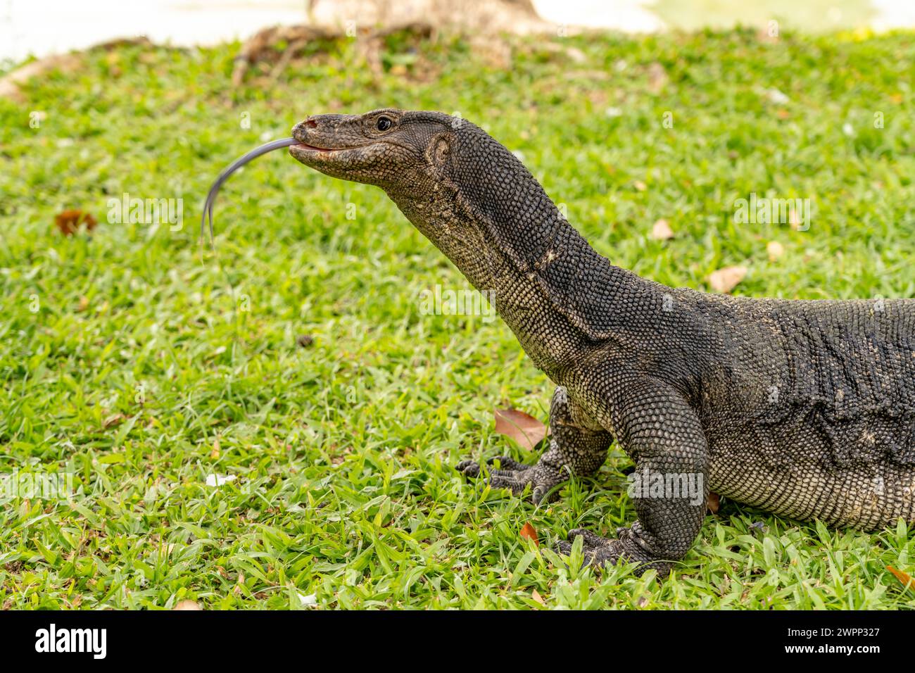 Osservate la lucertola Varanus salvator nel Parco Lumphinee di Bangkok, Thailandia, Asia Foto Stock