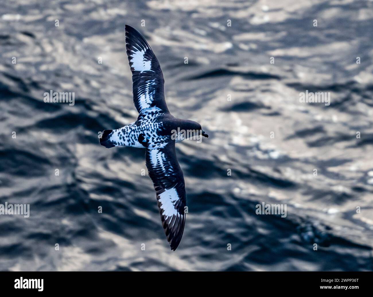 Un Cape Petrel (capense di Daption) che vola sull'oceano. Antartide. Foto Stock