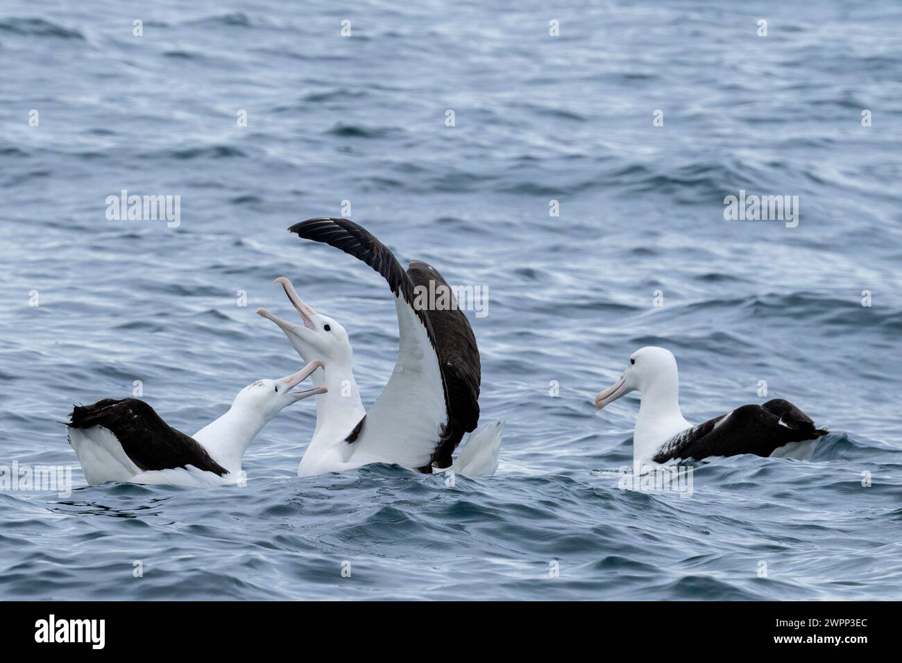 Nuova Zelanda, Isola del Sud, Dunedin, Penisola di Otago, Capo Taiaroa. Northern Royal Albatross (Diomedea sanfordi) socializzando sull'acqua. Foto Stock