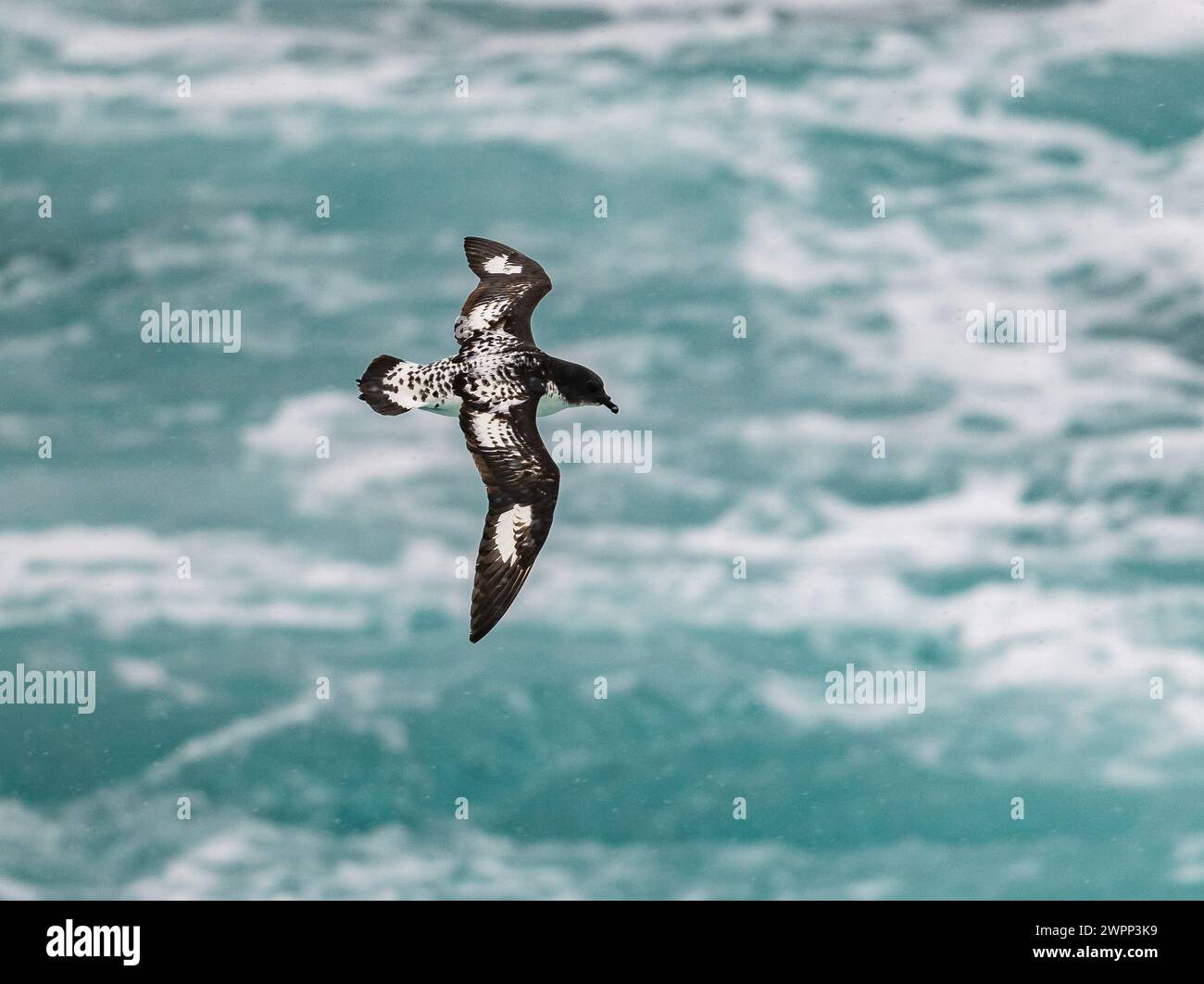 Un Cape Petrel (capense di Daption) che vola sull'oceano. Antartide. Foto Stock