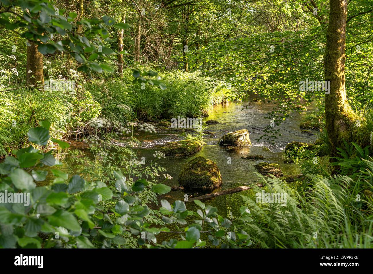 Sul fiume Meavy a Dartmoor, Devon, Inghilterra, Gran Bretagna, Europa Foto Stock