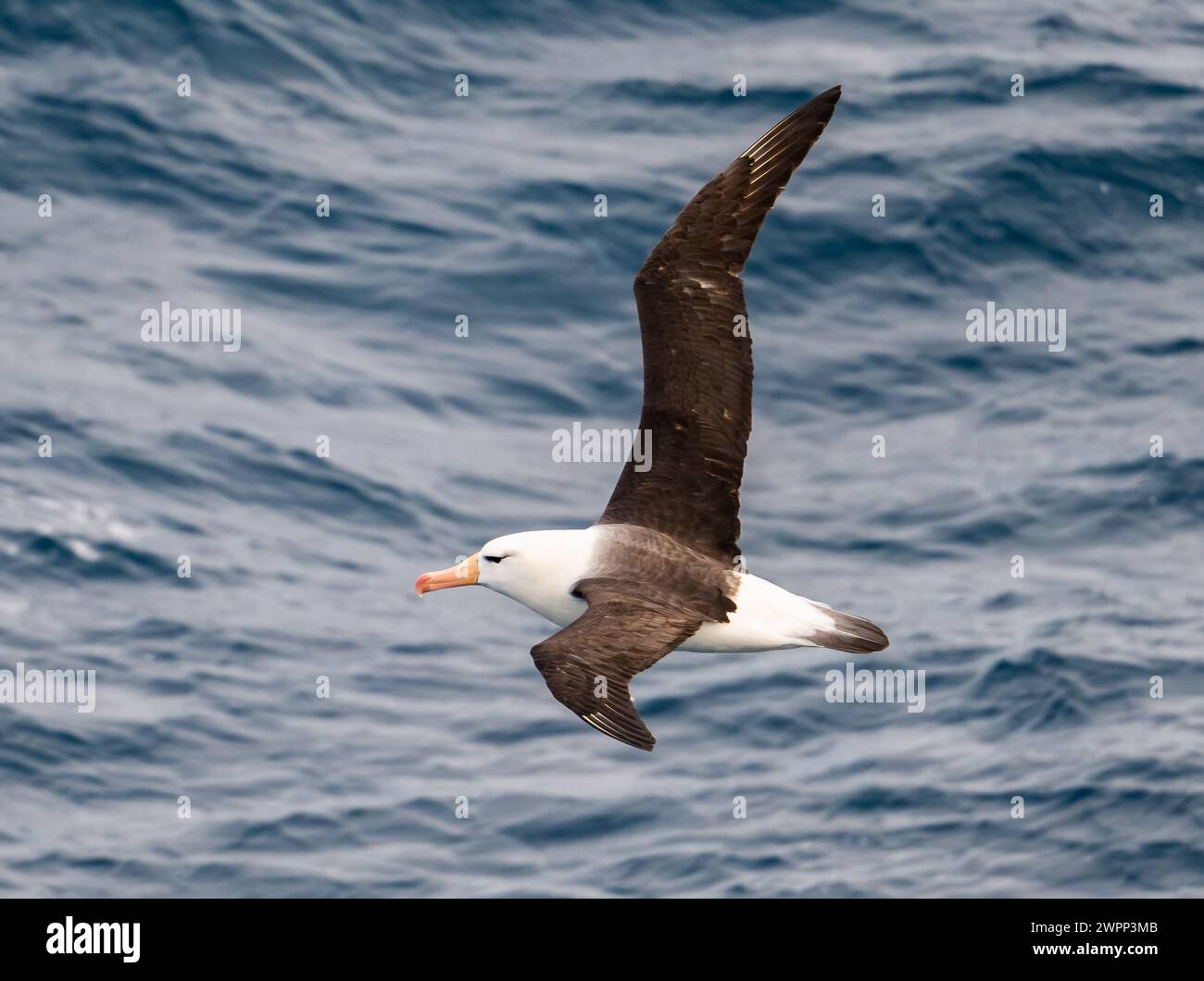 Un Albatross con sopracciglia nera (Thalassarche melanophris) che vola sull'oceano. Antartide. Foto Stock
