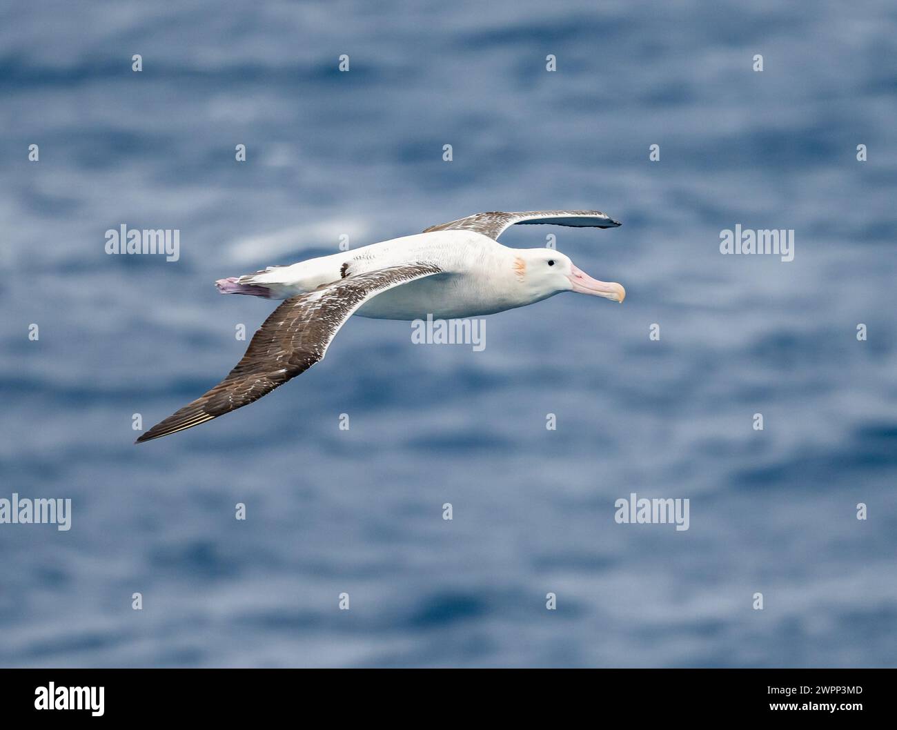 Un Albatross innevato (Diomedea exulans) che vola sull'oceano. Antartide. Foto Stock