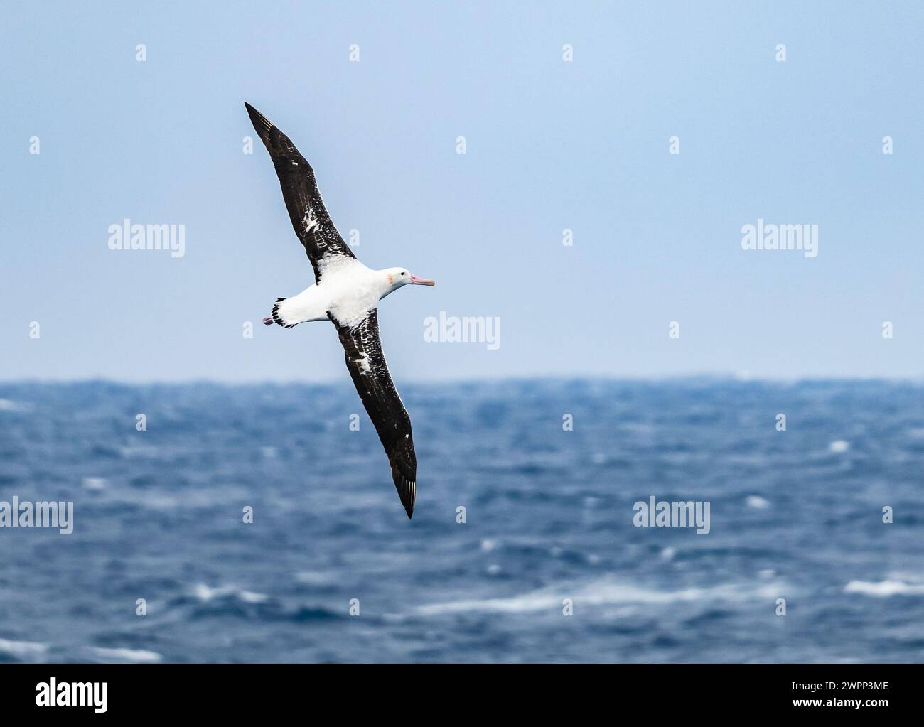 Un Albatross innevato (Diomedea exulans) che vola sull'oceano. Antartide. Foto Stock