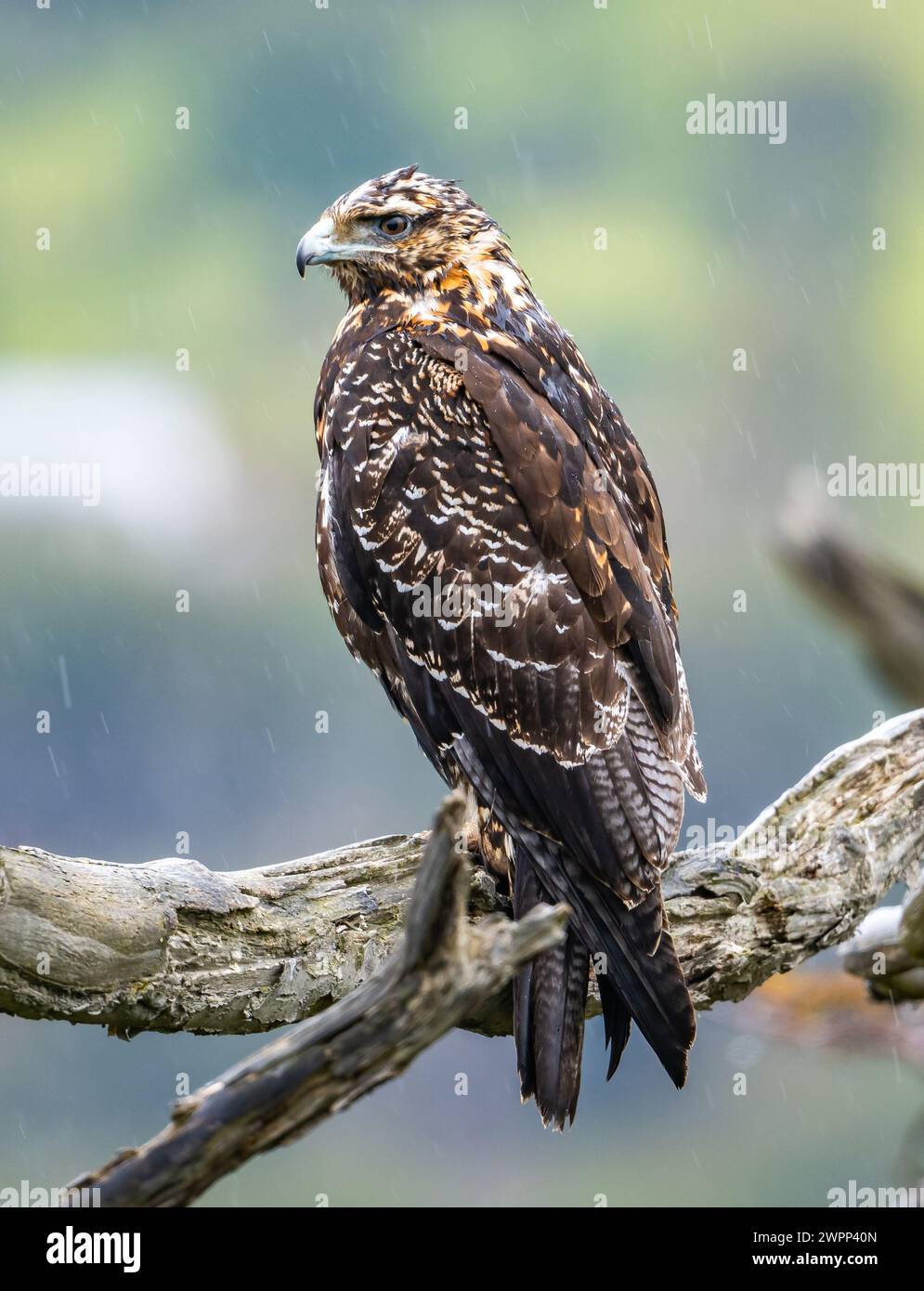 Un'aquila buzzarda immatura (Geranoaetus melanoleucus) arroccata su un albero. Ushuaia, Parco Nazionale della Terra del fuoco, Argentina. Foto Stock