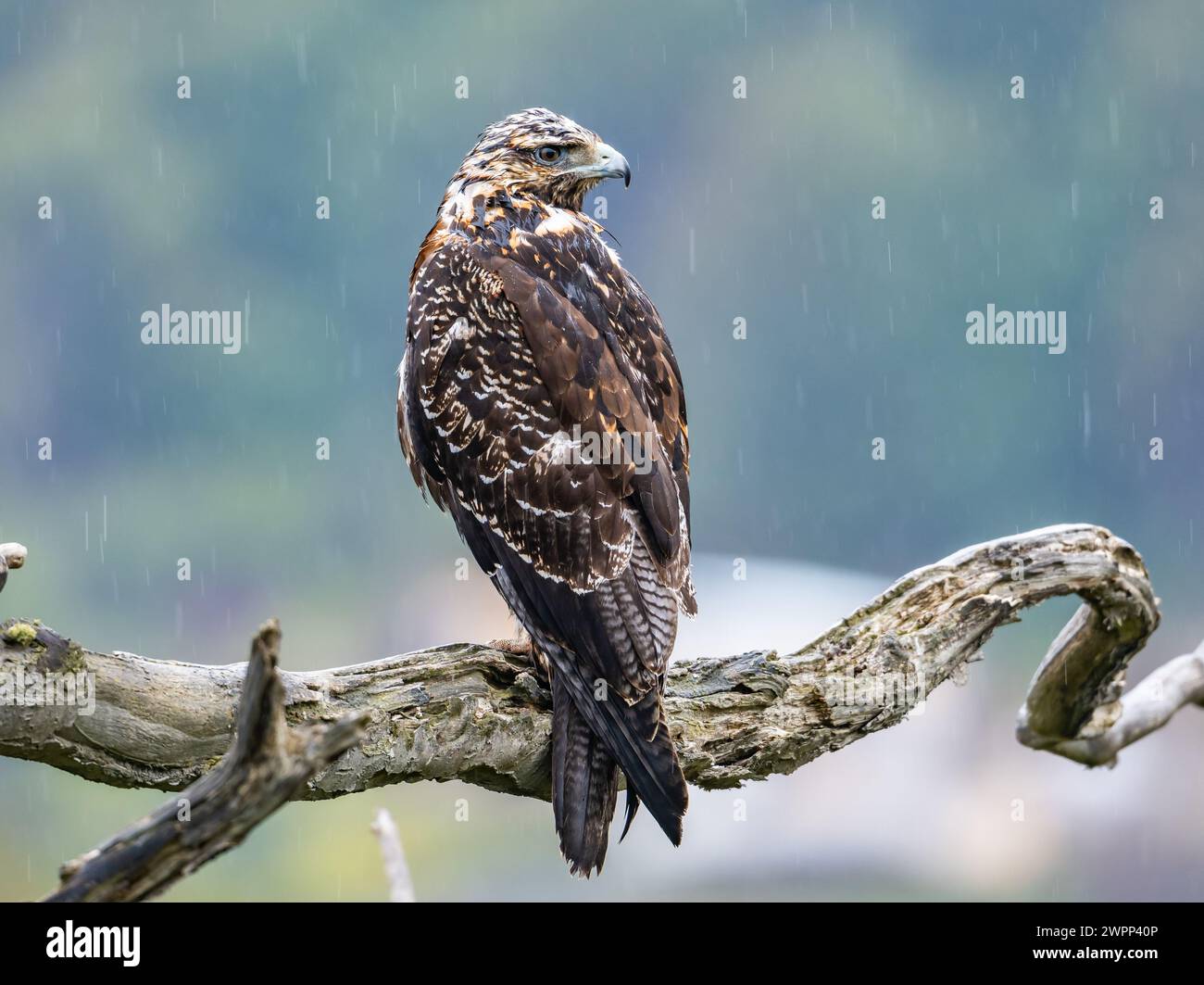 Un'aquila buzzarda immatura (Geranoaetus melanoleucus) arroccata su un albero. Ushuaia, Parco Nazionale della Terra del fuoco, Argentina. Foto Stock