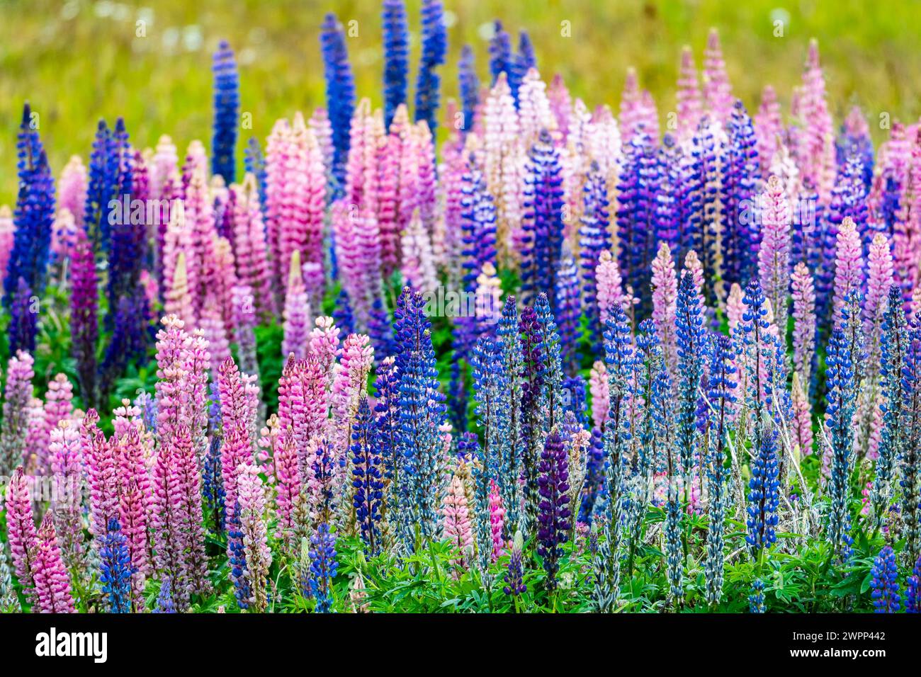 Fiori selvatici colorati in piena fioritura. Punta Arenas, Cile. Foto Stock