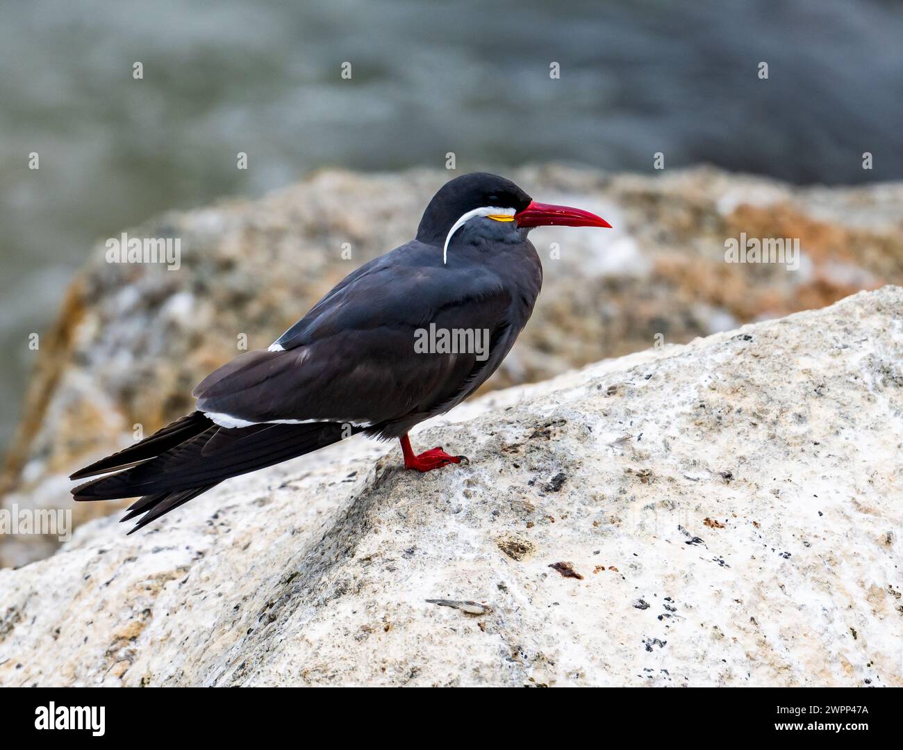 Un'Inca Tern (Larosterna inca) in piedi su affioramento roccioso. Cile. Foto Stock