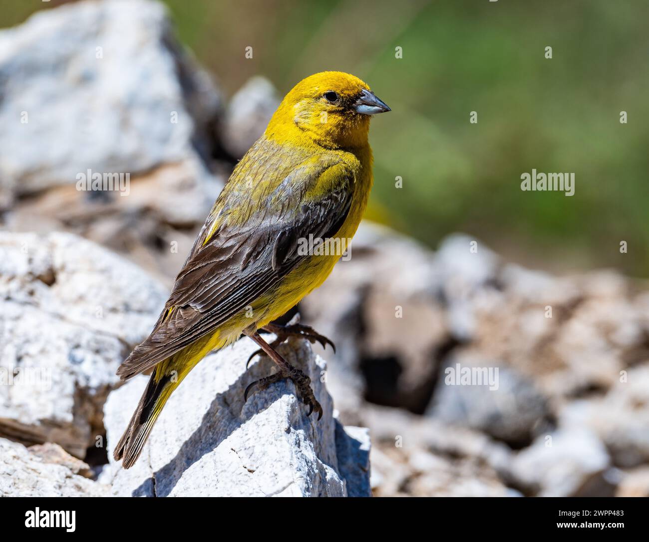 Un grande Yellow-Finch (Sicalis auriventris) arroccato su una roccia. Cile. Foto Stock
