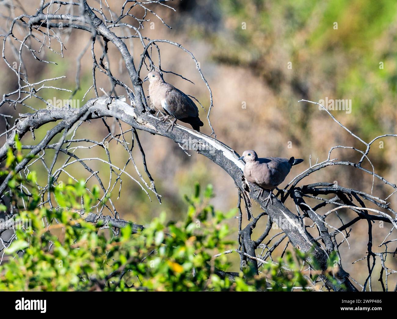 Un paio di Doves a terra con ali nere (Metriopelia melanoptera) arroccati su un albero. Cile. Foto Stock