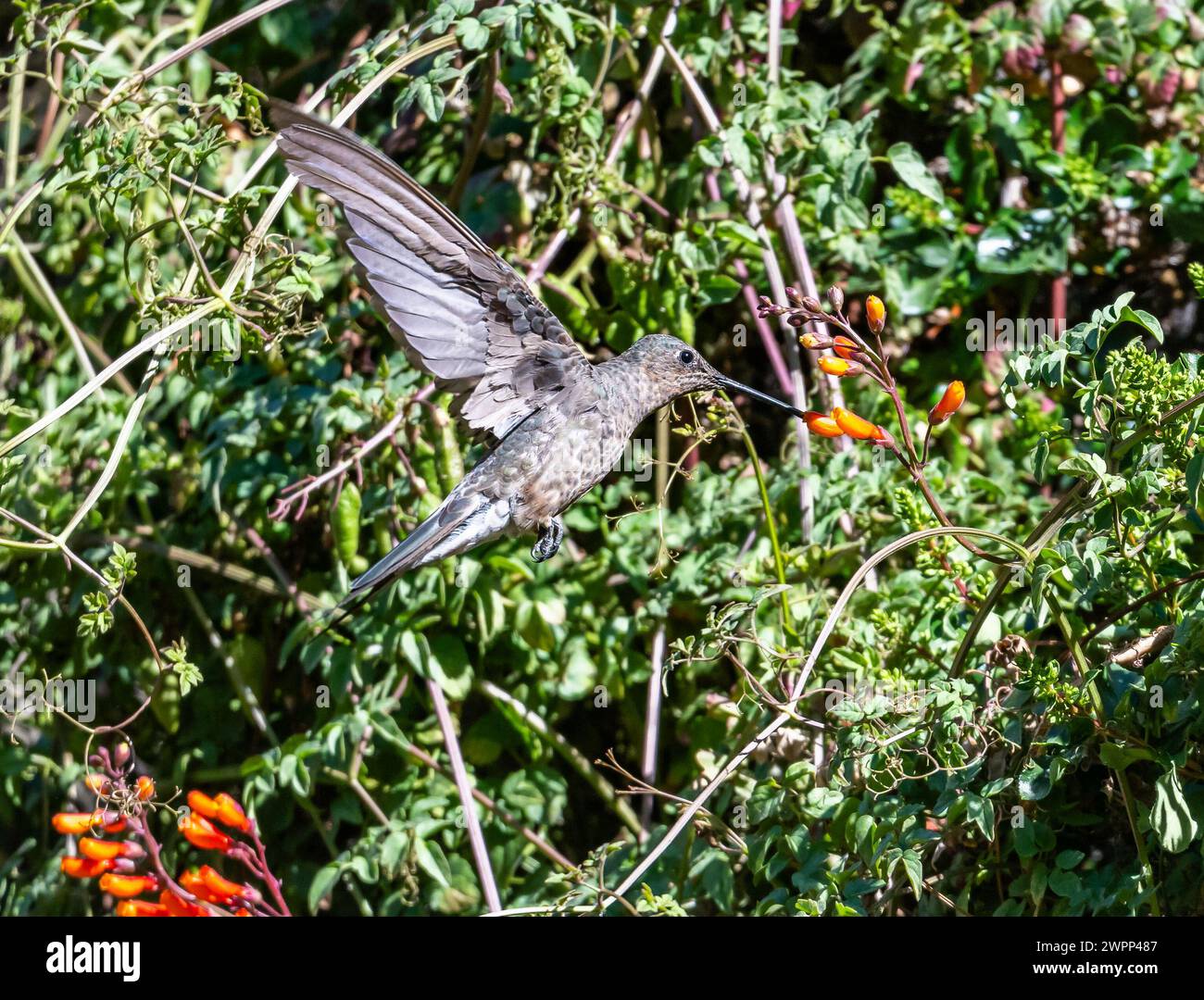 Un colibrì gigante (Patagona gigas) che si nutre di fiori. Cile. Foto Stock
