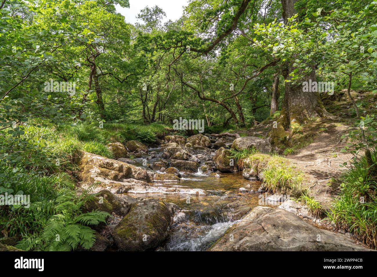 Sul fiume Aira Beck nel Lake District, Inghilterra, Gran Bretagna, Europa Foto Stock