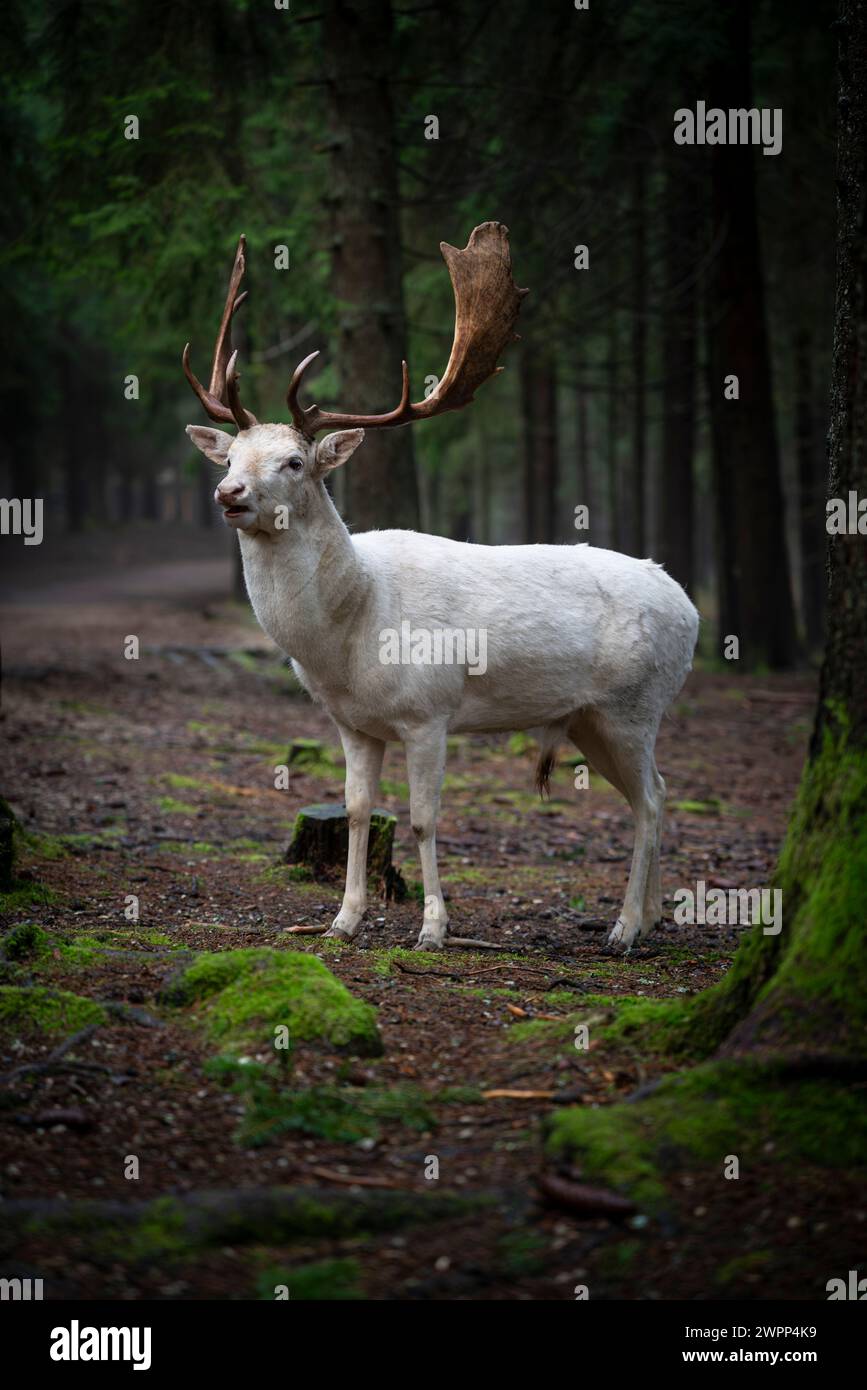 cervo bianco in una foresta coperta di muschio Foto Stock