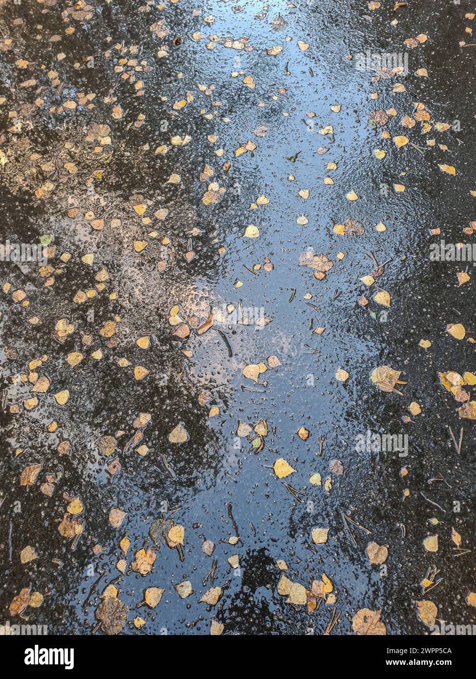Strada bagnata dalla pioggia con foglie autunnali e riflessi di luce Foto Stock