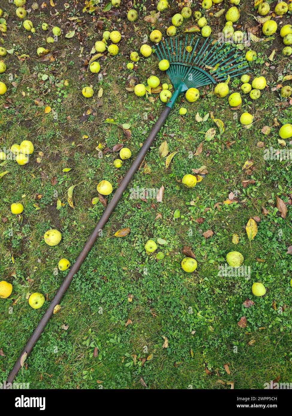Un rastrello verde giace sul prato con mele giallo-verdi, raccolta delle mele, tempo di raccolta, giardinaggio Foto Stock