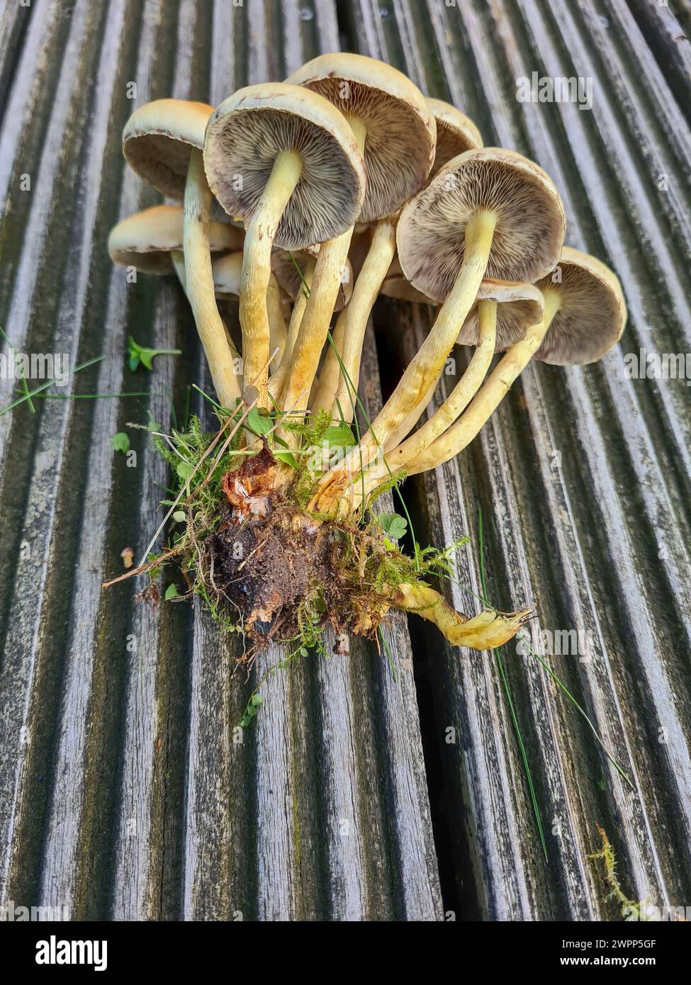 Funghi appena coltivati adagiati in un mazzo sul pavimento in legno della terrazza, vista dal basso delle lamelle sul lato inferiore del fungo, Germania Foto Stock