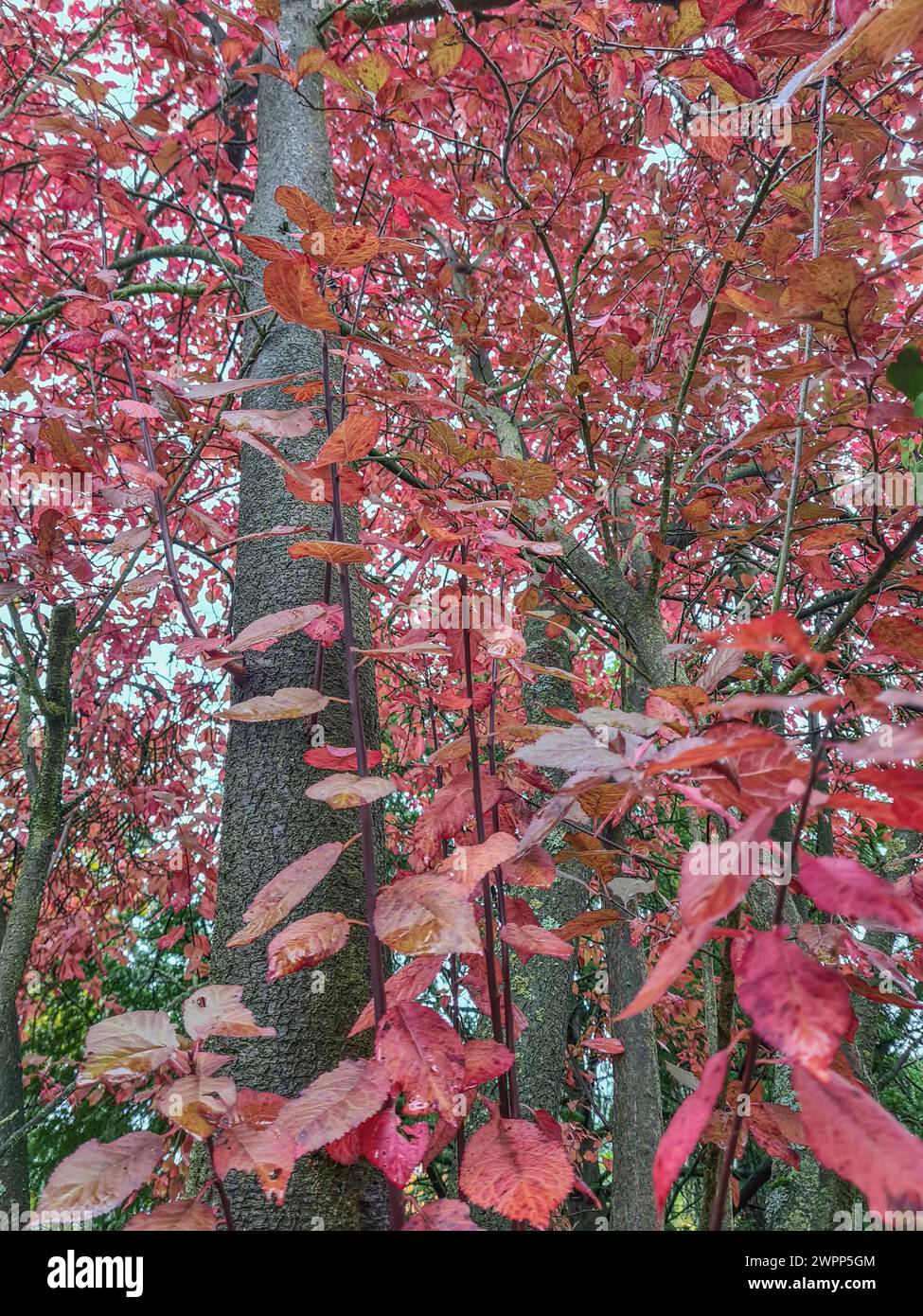 Colorate foglie autunnali rossastre sui rami di una susina giapponese alla fine di Octoberr Foto Stock