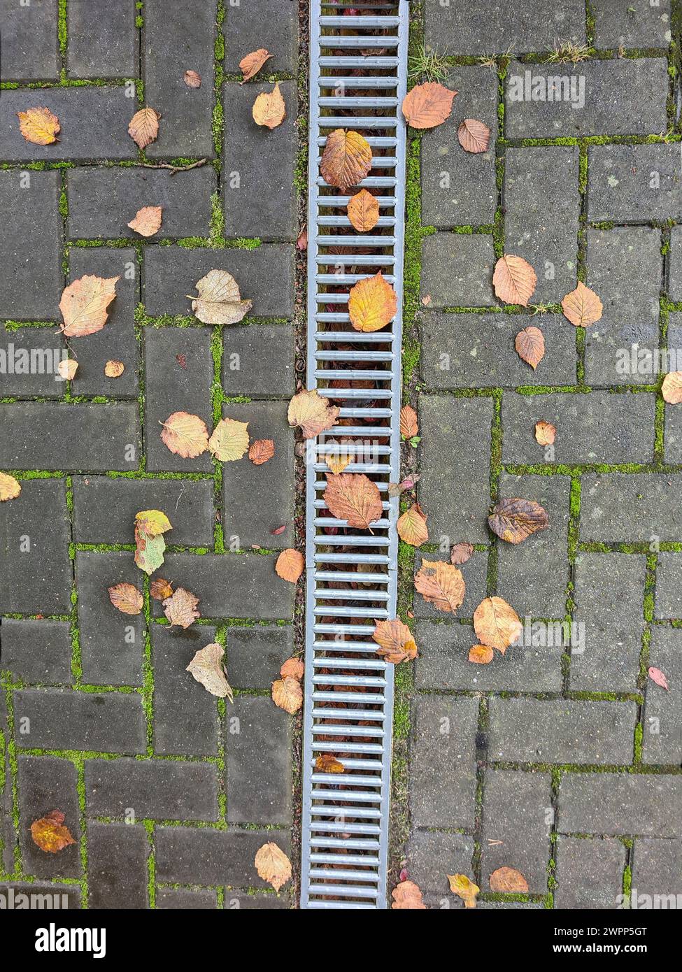 Varie foglie autunnali colorate si trovano su giunti ricoperti di muschio delle pietre di pavimentazione, la griglia galvanizzata dello scarico della pioggia attraversa il centro dell'immagine in formato verticale Foto Stock