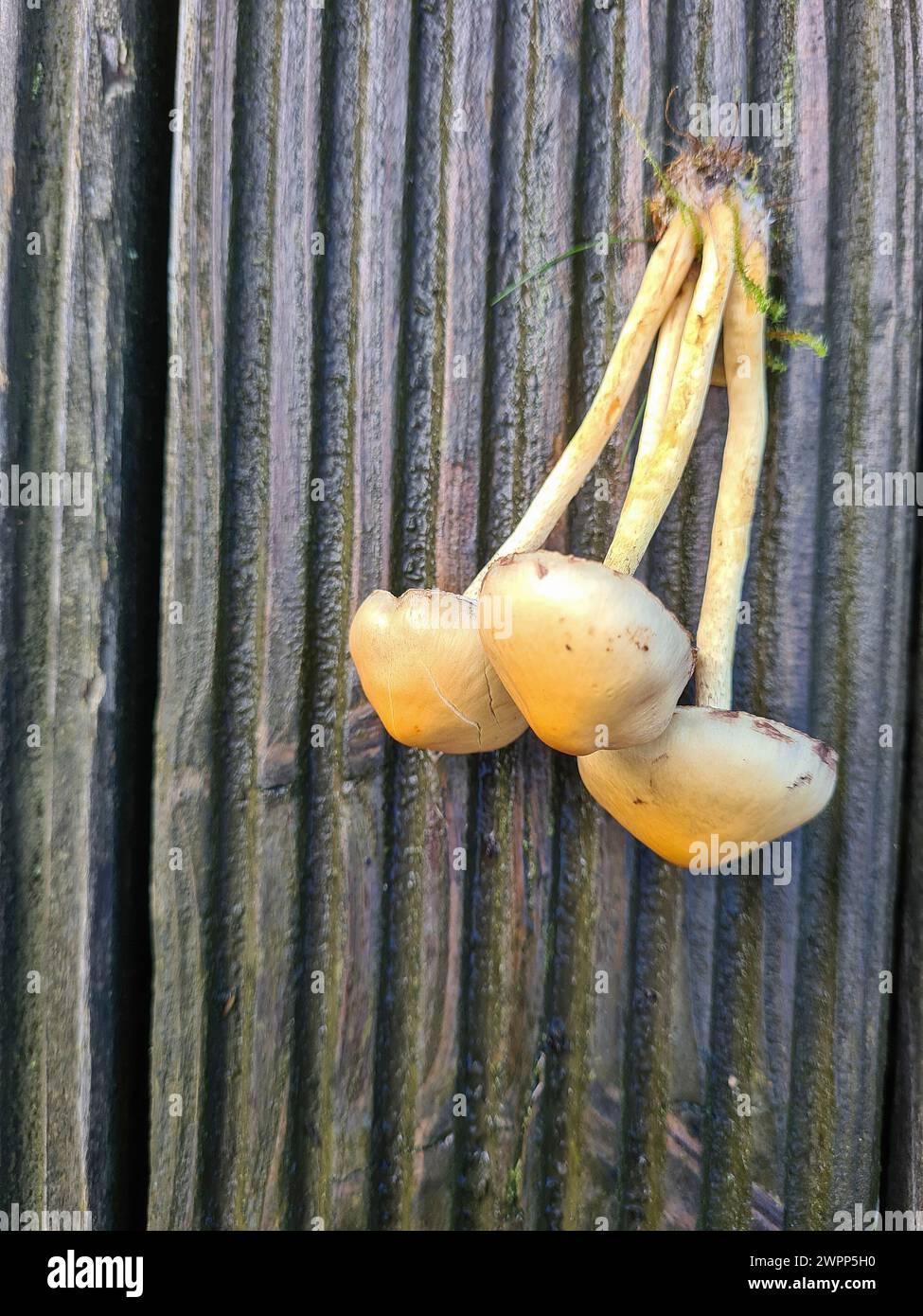 I funghi appena coltivati si trovano in un mazzo sul pavimento di legno della terrazza Foto Stock