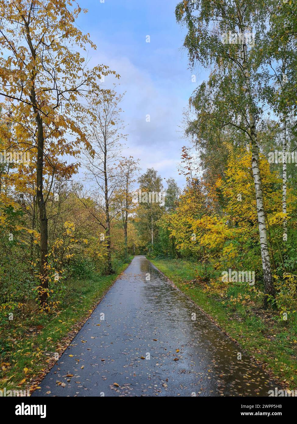 Asfalto bagnato di una nuova strada con foglie autunnali dopo la pioggia, area forestale in autunno, Germania Foto Stock