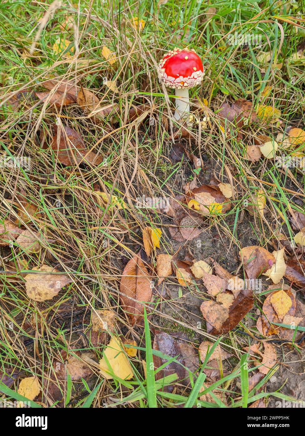 Funghi rossi nel fogliame autunnale, raccolta dei funghi, Germania Foto Stock