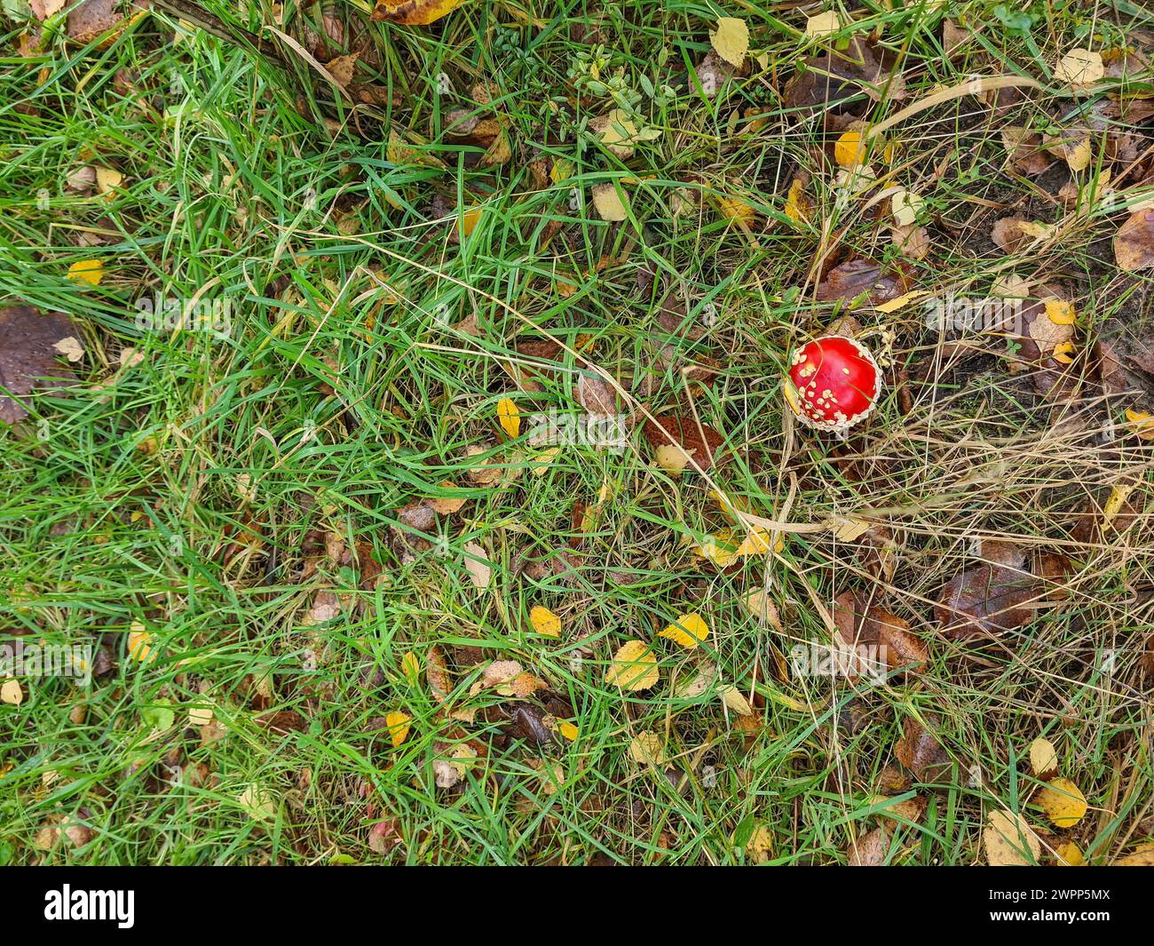 Un piccolo fungo rosso sul fondo della foresta, raccolta dei funghi, Germania Foto Stock